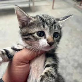 Котята Отдам Даром