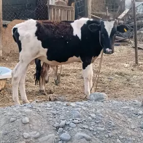 ökûz