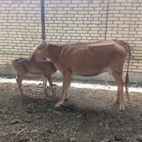 gõleli.