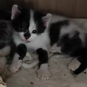 Красивые котята
