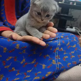шатланская вислоухая мальчик.