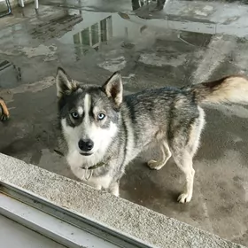 xaski