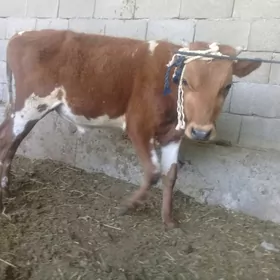 Ökiz