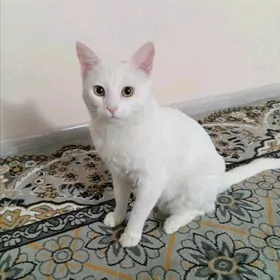 pisik кошка