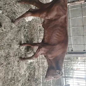 Göle ökuzce