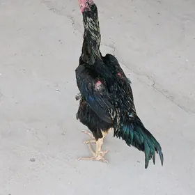 Baýsy Horaz