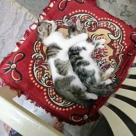 Котята