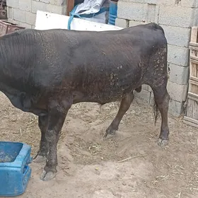 İki okuz
