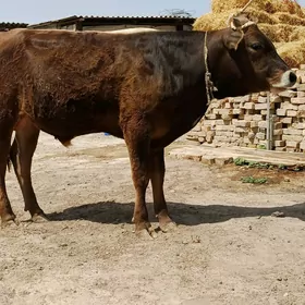 Öküz