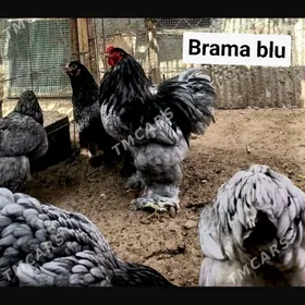 brama juje