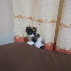 котята