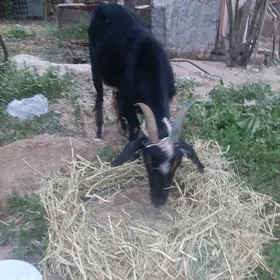 geçi