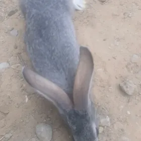 toşan