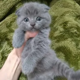 котята