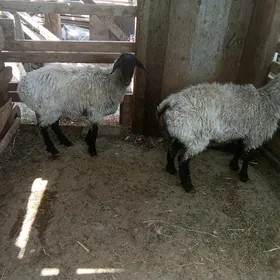 Goýunlar.