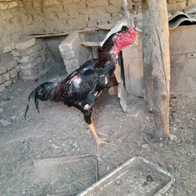 horaz