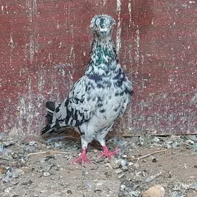 kepderi