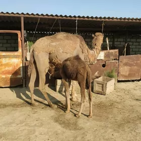 Köşekli Düye