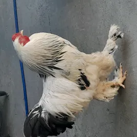 Brama