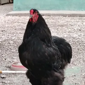 BRAMA GARA