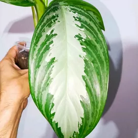 Aglaonema Silver Bay