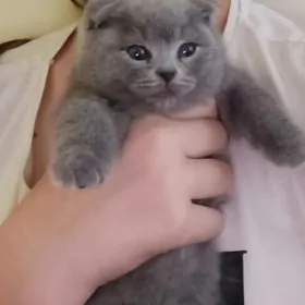 котенок шотланка вислоухая