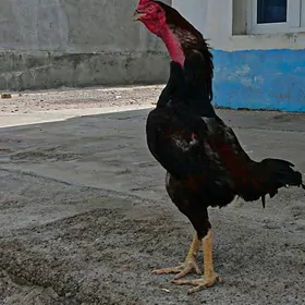 Taşkent