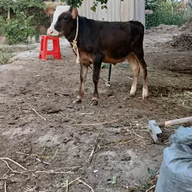 öküzçe