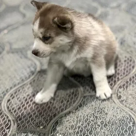 Haski