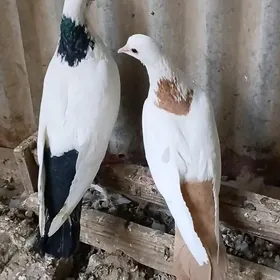 kepderi