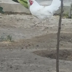 horaz