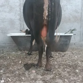 semiz okiz