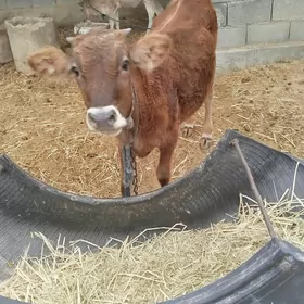 göle