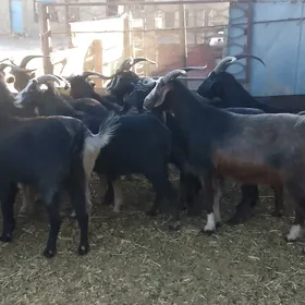 еркечлер