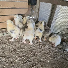 jujeler