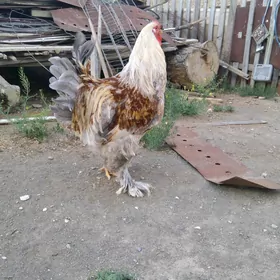Horaz