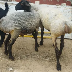 işşek