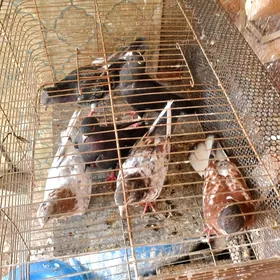 Kepderi Голуби
