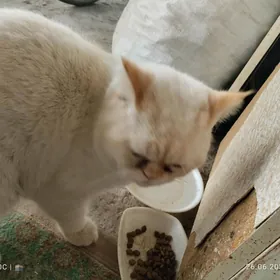 кот