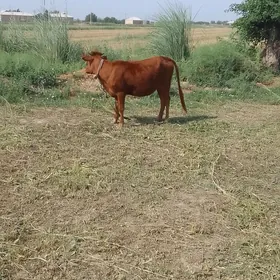 gulajyn