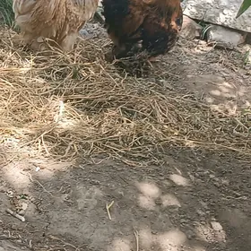 karlik kokunki