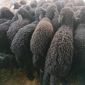 Tokli