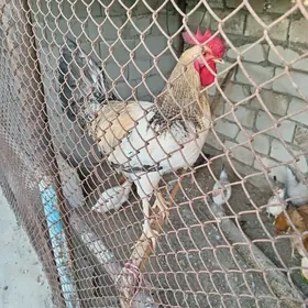 Horaz