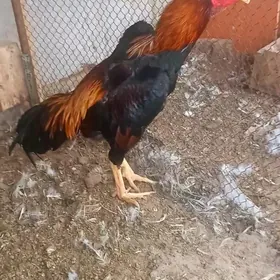 САМАРКАНТ ЖУЖЕ