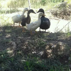 Ordek