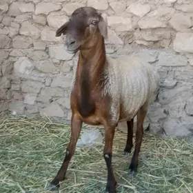 gisar goc