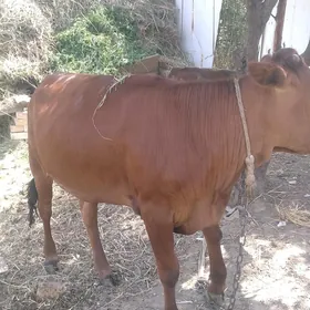 Gullajyn