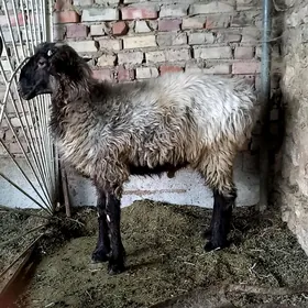 Goyun goç