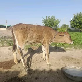 Tüwe göle