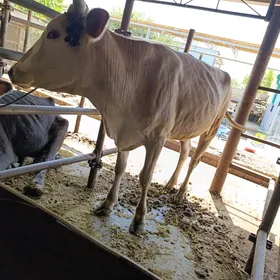 tüwe